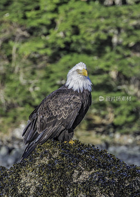 秃鹰(Haliaeetus leucocephalus，一种食肉鸟，栖息在阿拉斯加锡特卡湾的岩石上，阿拉斯加。